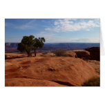 Tree Out of Red Rocks I at Canyonlands