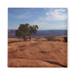 Tree Out of Red Rocks I at Canyonlands Magnet