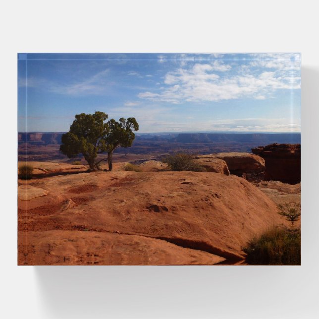 Tree Out of Red Rocks I at Canyonlands Paperweight (Front)