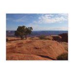 Tree Out of Red Rocks I at Canyonlands Postcard