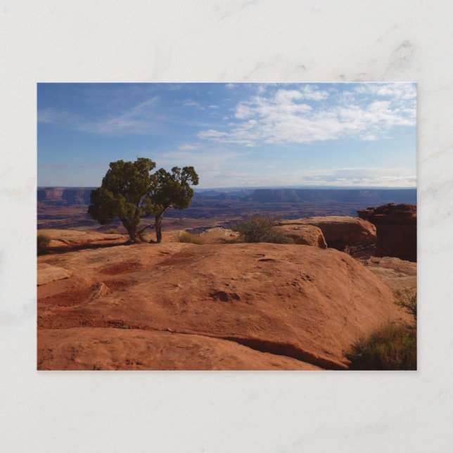 Tree Out of Red Rocks I at Canyonlands Postcard (Front)