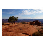 Tree Out of Red Rocks I at Canyonlands Poster
