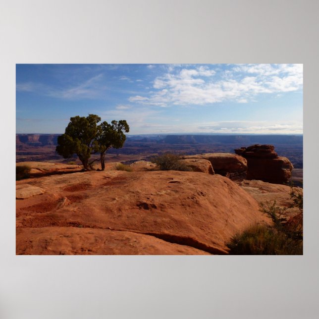 Tree Out of Red Rocks I at Canyonlands Poster (Front)