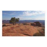 Tree Out of Red Rocks I at Canyonlands Rectangular Sticker