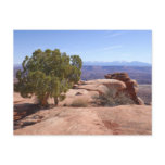 Tree Out of Red Rocks II at Canyonlands Postcard