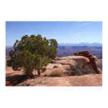 Tree Out of Red Rocks II at Canyonlands Poster