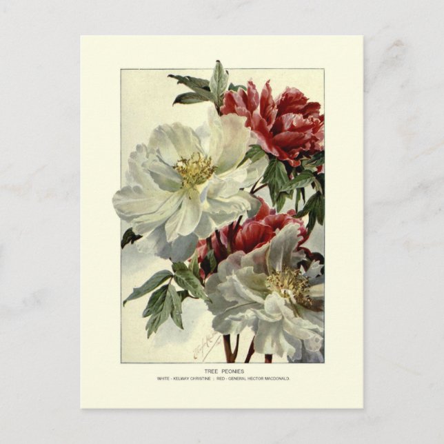 Tree peonies postcard (Front)