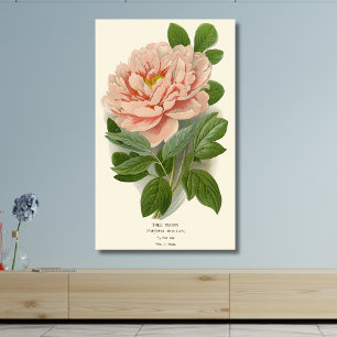 Tree Peony – Elegant Vintage Botanical Design Canvas Print