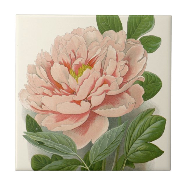 Tree Peony – Elegant Vintage Botanical Design Ceramic Tile (Front)