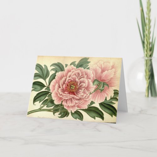 Tree Peony Vintage Note Card