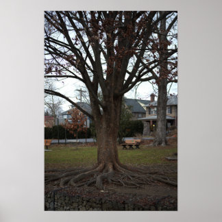 Tree Photo Poster