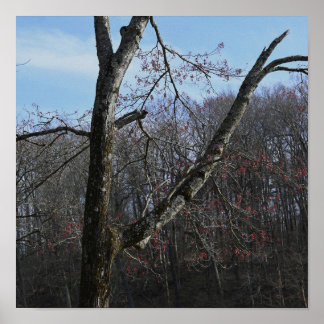 Tree Photo Poster