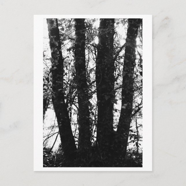 Tree Photography - Arden Postcard (Front)