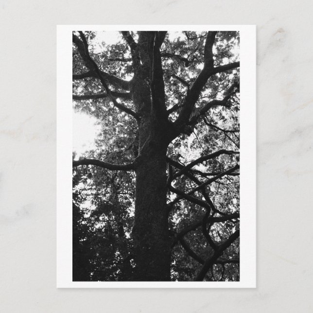 Tree Photography - Feronia Postcard (Front)