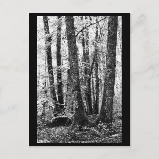 Tree Photography Postcard