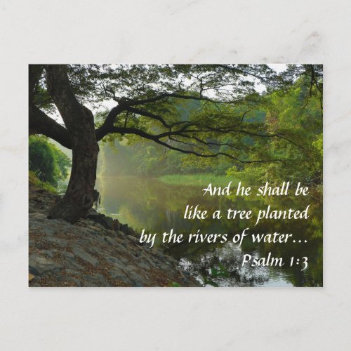 Tree Planted by River Psalm 13 Scripture Postcard