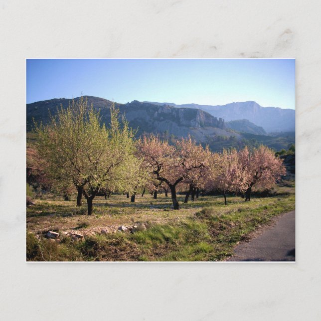 Tree-planted countryside, Alicante, Spain Postcard (Front)