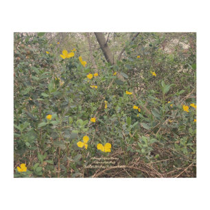 Tree Poppy Wood Wall Art