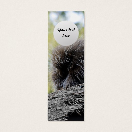 Tree Porcupine (Front)