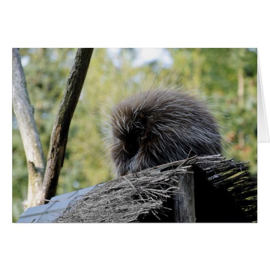 Tree Porcupine Cards (Front Horizontal)