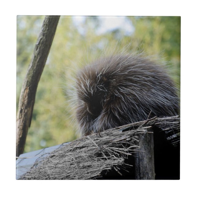 Tree Porcupine Ceramic Tile (Front)