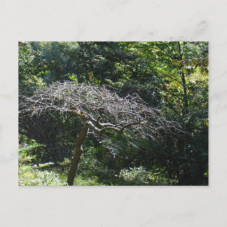 Tree Postcard