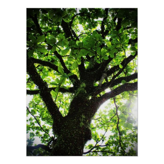 Tree Poster (Front)