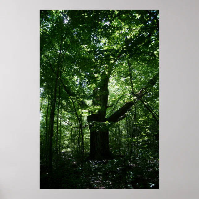 Tree Poster | Zazzle