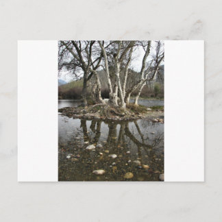 tree reflection postcard