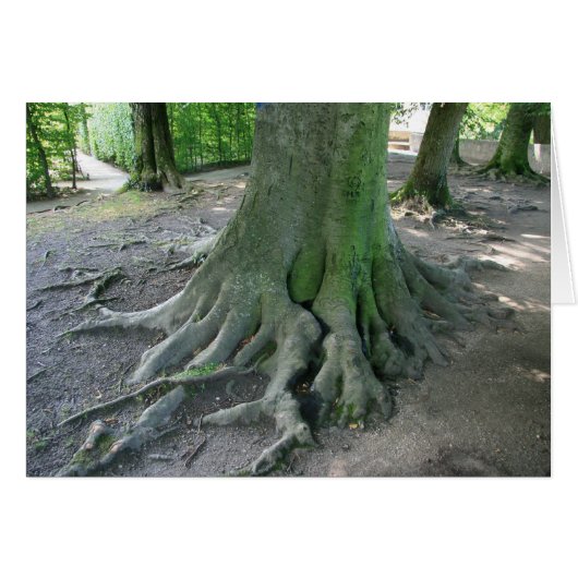 Tree Roots Cards (Front Horizontal)
