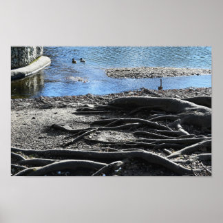 Tree Roots Photo Poster