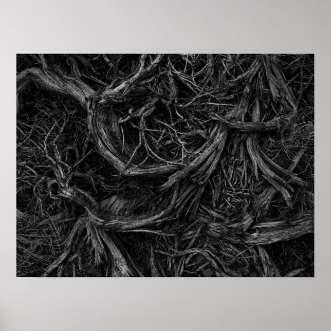 Tree Roots Poster (Front)