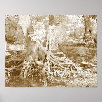 Tree Roots Poster by deemac1 at Zazzle