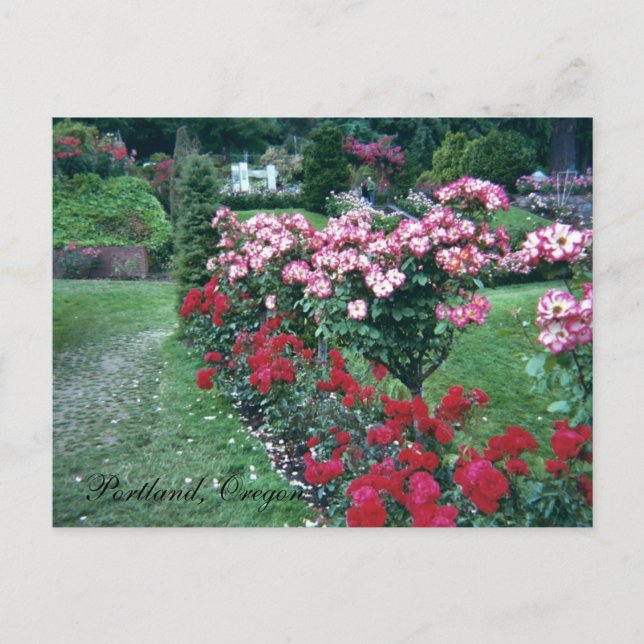 Tree Roses, Portland, Oregon Postcard (Front)