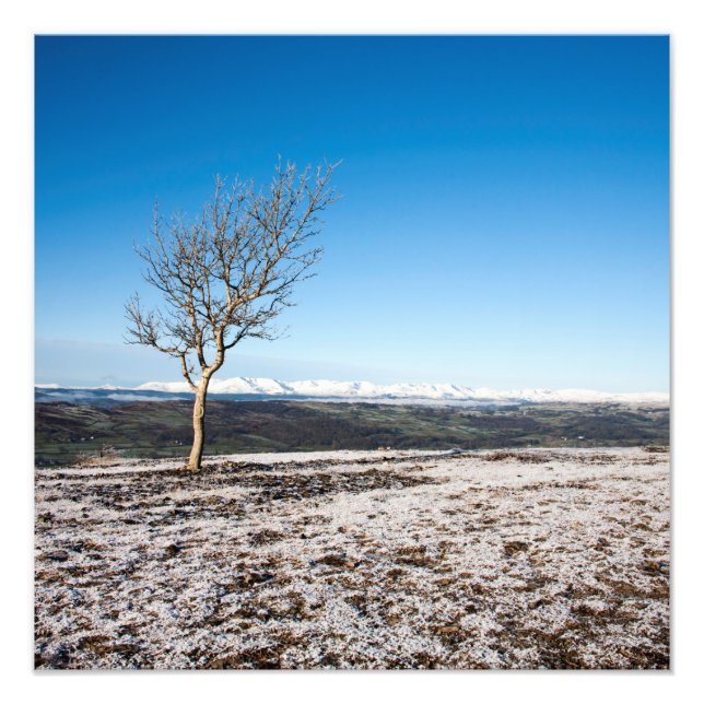 Tree Scout Scar Old Man of Coniston background Photo Print (Front)