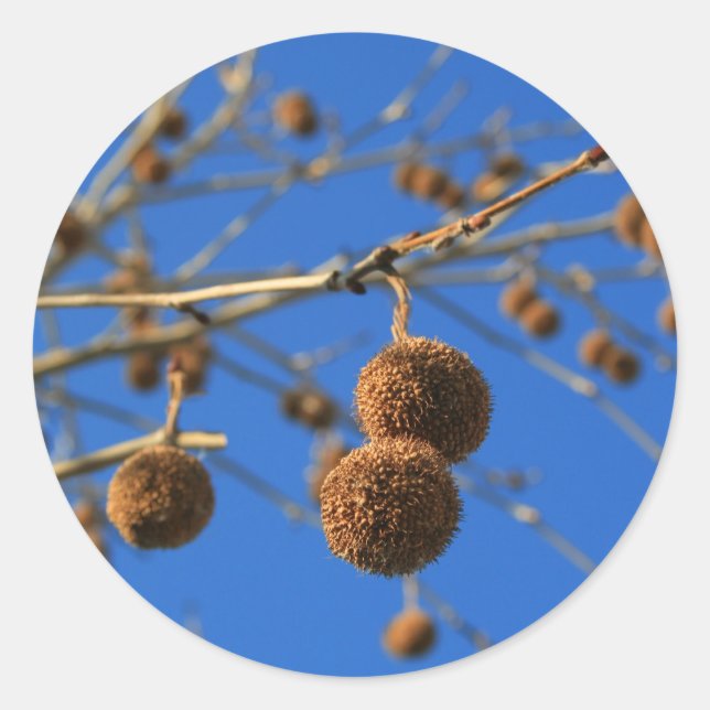 Tree Seed Pods Sticker (Front)