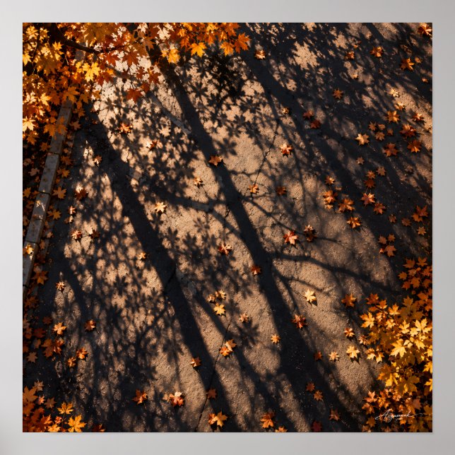 Tree Shadow Grid Pavement Photography Poster (Front)