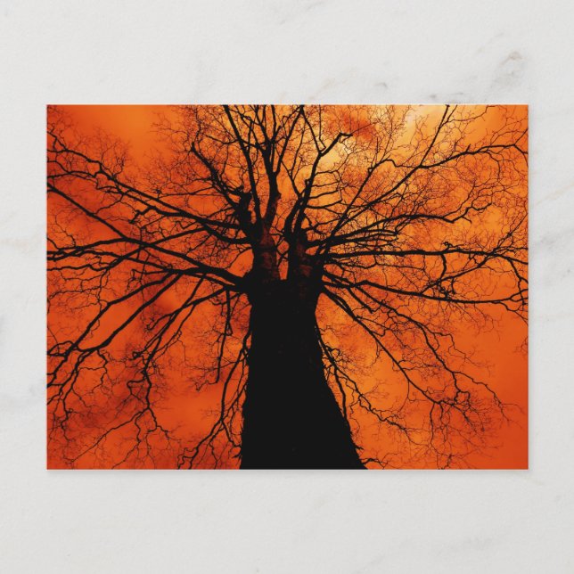 Tree Silhouette against an Orange Sky Postcard (Front)
