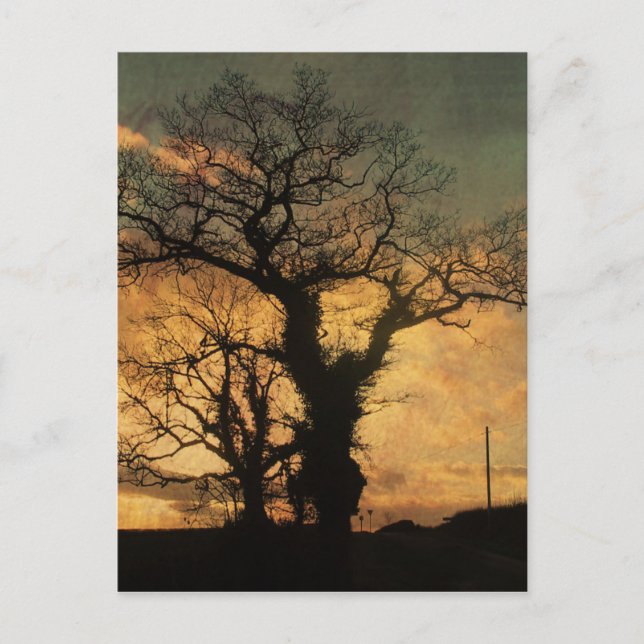 Tree Silhouette Photo Postcard (Front)