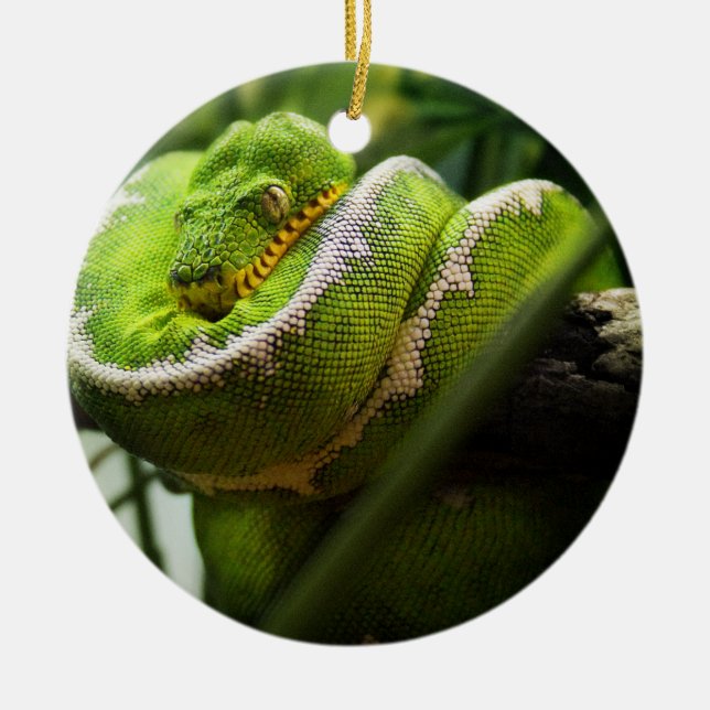Tree Snake Ornament (Front)