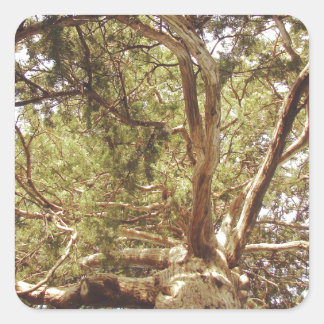 Tree Square Sticker