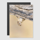 Tree squirrel (Front/Back)