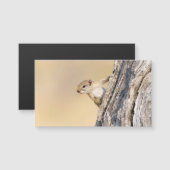 Tree squirrel (Front/Back)