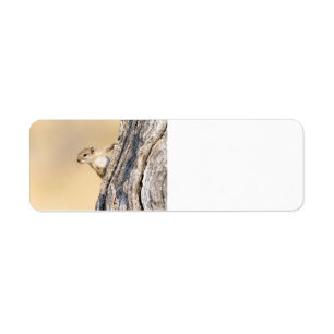 Tree squirrel label