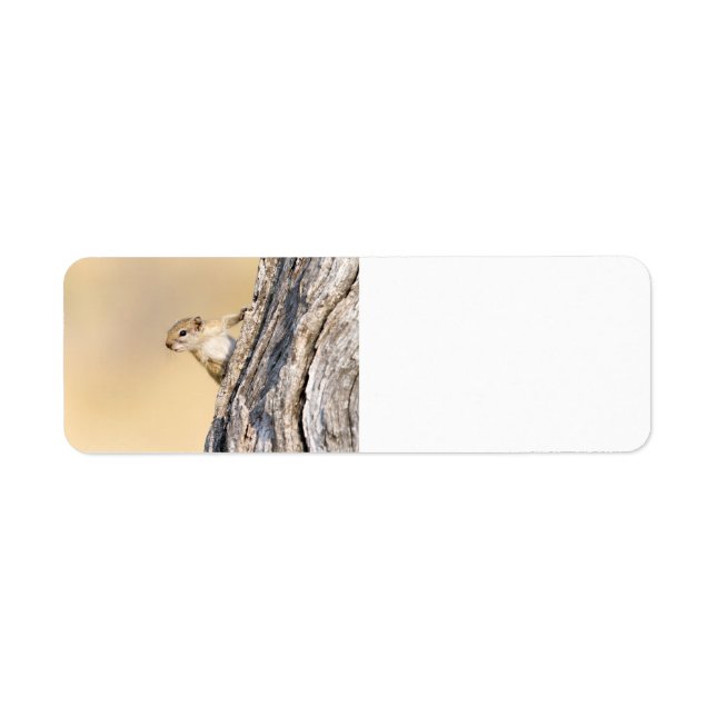 Tree squirrel label (Front)