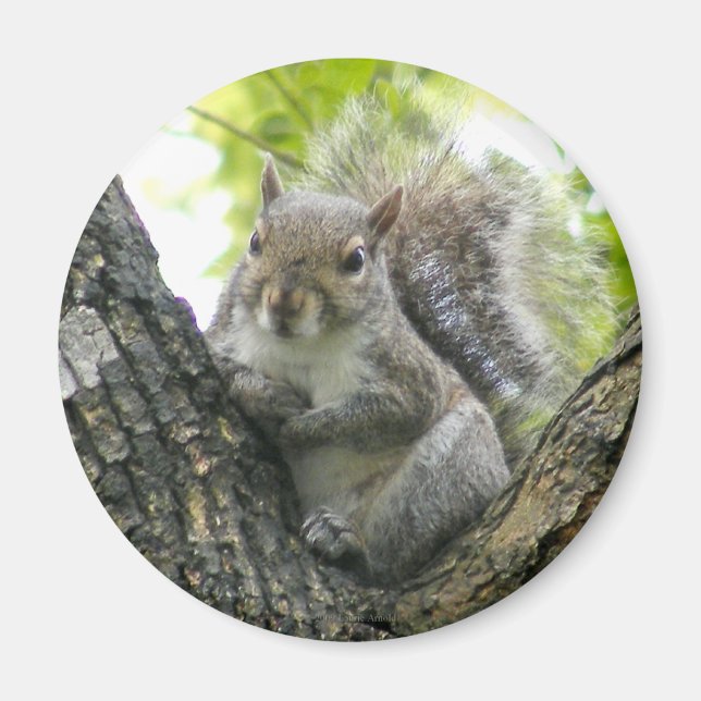 Tree Squirrel Magnet (Front)