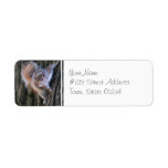 Tree Squirrel  Mailing Labels