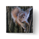 Tree Squirrel  Pin
