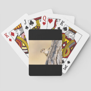 Tree squirrel poker cards