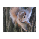 Tree Squirrel  Postcard
